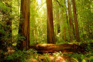 Redwoods