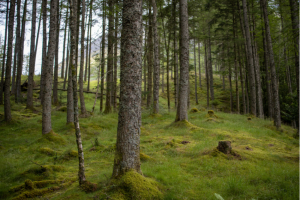 Scottish forest