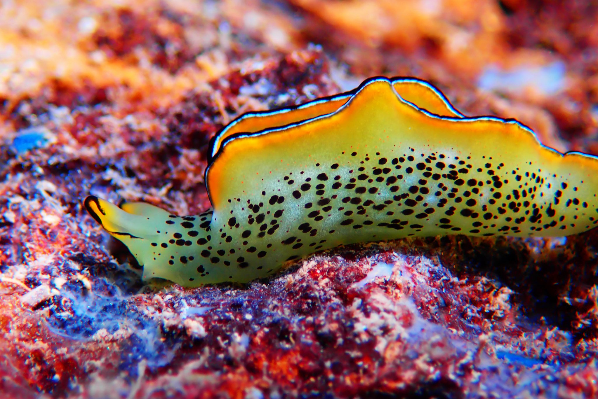 Elysia,Marginata,Or,Elysia,Ornata,,Found,Underwater,In,Mediterranean ...