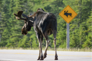 bull moose respecting road sign