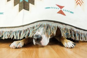 The dog is hiding under the sofa and afraid to go out.