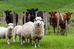 Sheep and cattle on farm looking into the camera lens