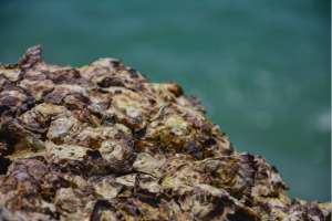 a close up of an oyster reef