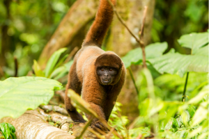 Woolly monkey walking up on a tree branch