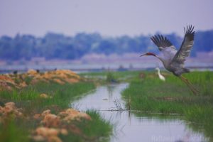 Crane flying in Cambodia