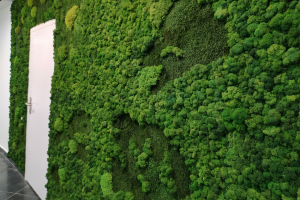 wall with door covered in moss