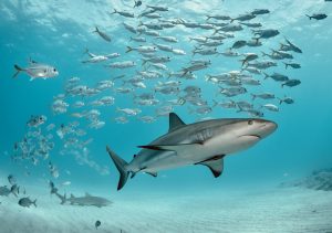 Caribbean reef shark swims with school of fish