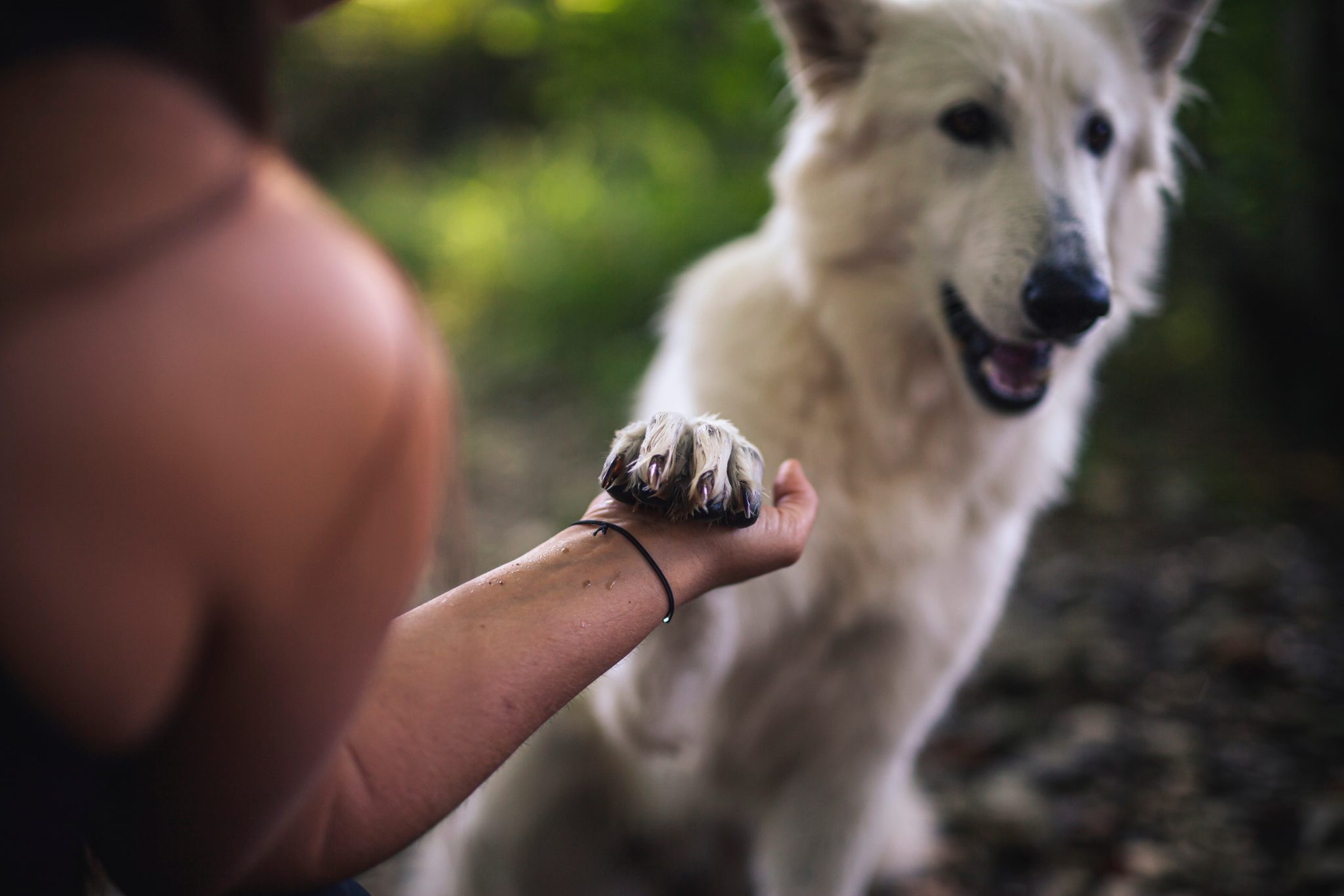 Dogs: 4 spiritual lessons we can learn from our canine friends 