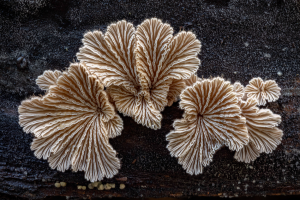 split gill mushrooms