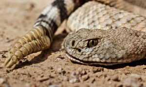 Closeup of rattlesnake head and tail.