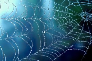 Damp spider web against blue background