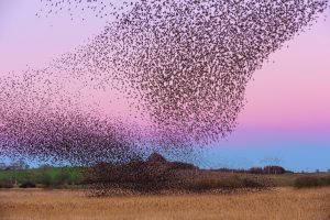 starling murmuration against the dusk sky