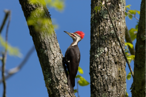 Red-crested woodpecker pecking in a tree against blue sky background