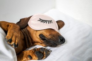 An adult red-haired dachshund is resting in a white bed and wearing pink glasses for sleeping.