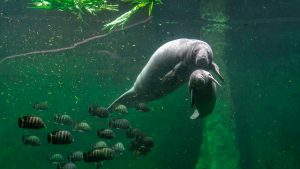 Manatees