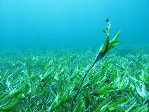 Seagrass