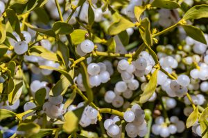 Mistletoe branch with green leaves and white ripe berries.