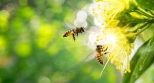 Pollinating bees