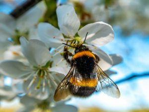 Bumblebees