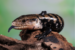 blue tongued lizard