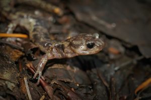 Wandering Salamander