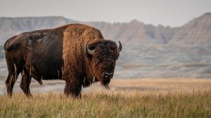 Buffalo