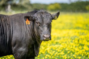 Close up of Stud Beef grazing on grass in a field in Australia.