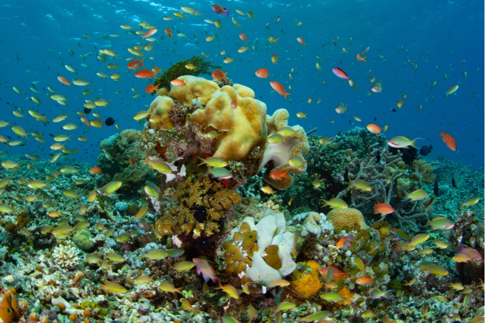 How beneficial bacteria could help protect corals from bleaching | The ...