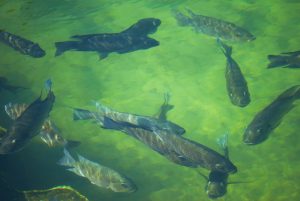 Tilapia fish swimming in shallow water