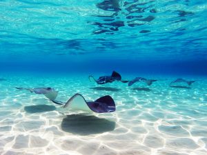 Stingrays at stingray city in Grand Cayman Islands.