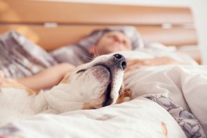 Man and dog sleeping on a bed