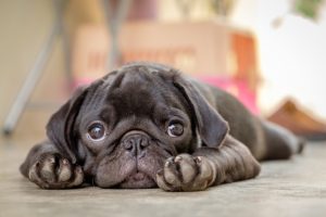 Black pug puppy pug dog lying on concrete floor.