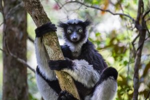 Indri indri sitting in a tree