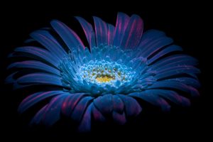 White gerbera under UV light.