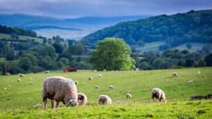 British Farm