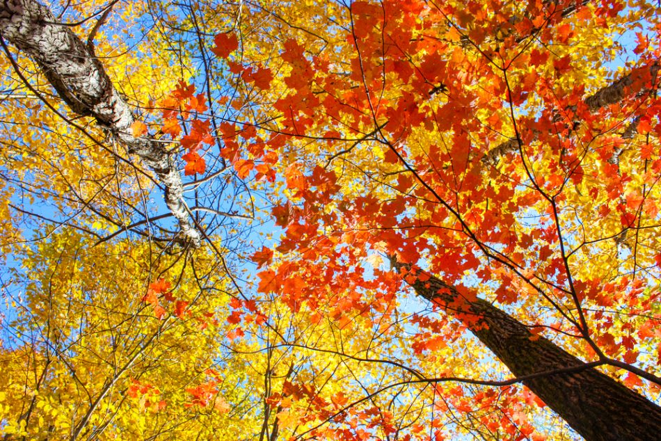 Why do leaves change color in the fall? | The Optimist Daily