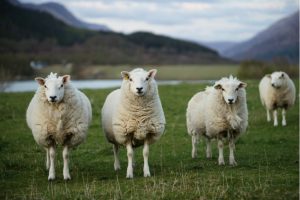 A group of curious sheep