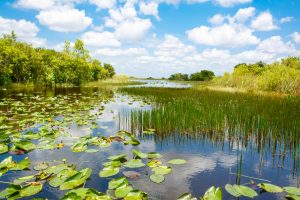 Wetland in the Everglades with waterlilies