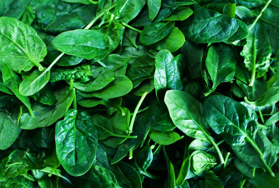 Scientists use spinach to impr