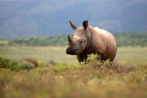 White Rhino in a grassy field