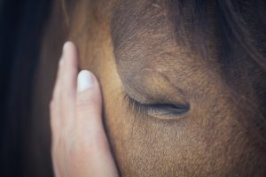 A female hand stroking a brown horse head.