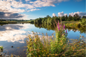 Wildflowers in nature reserve in the UK