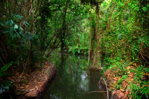 Creek running through the rainforest in India's Western Ghats mountains