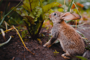 rabbit eating lettuce in garden