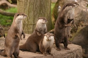 otters