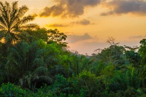 Great Green Wall