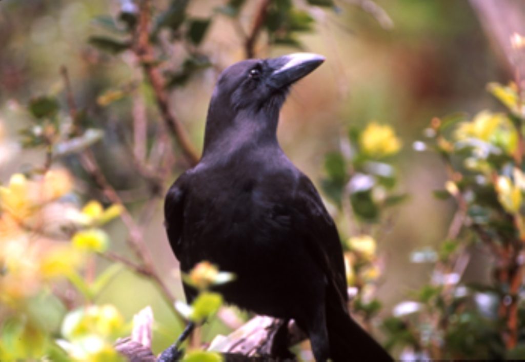 Save the spirit guardians: Hawaiian crows get a fresh start on Maui