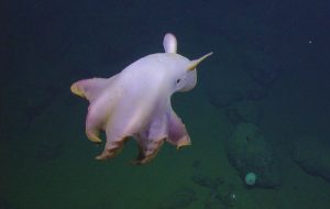 Image of dumbo octopus discovered in the depths of the Indian Ocean.