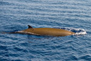 Whale swimming in the ocean