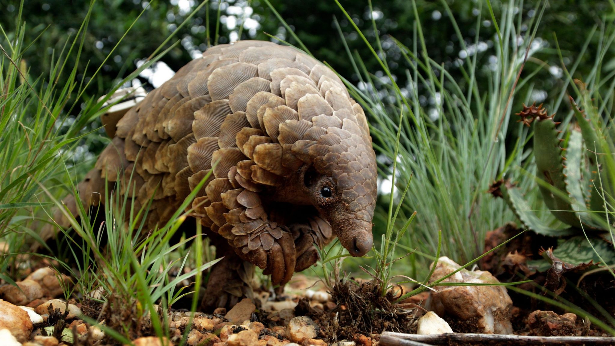 wildlife-forensics-how-a-giant-pangolin-named-ghost-could-help-scaled